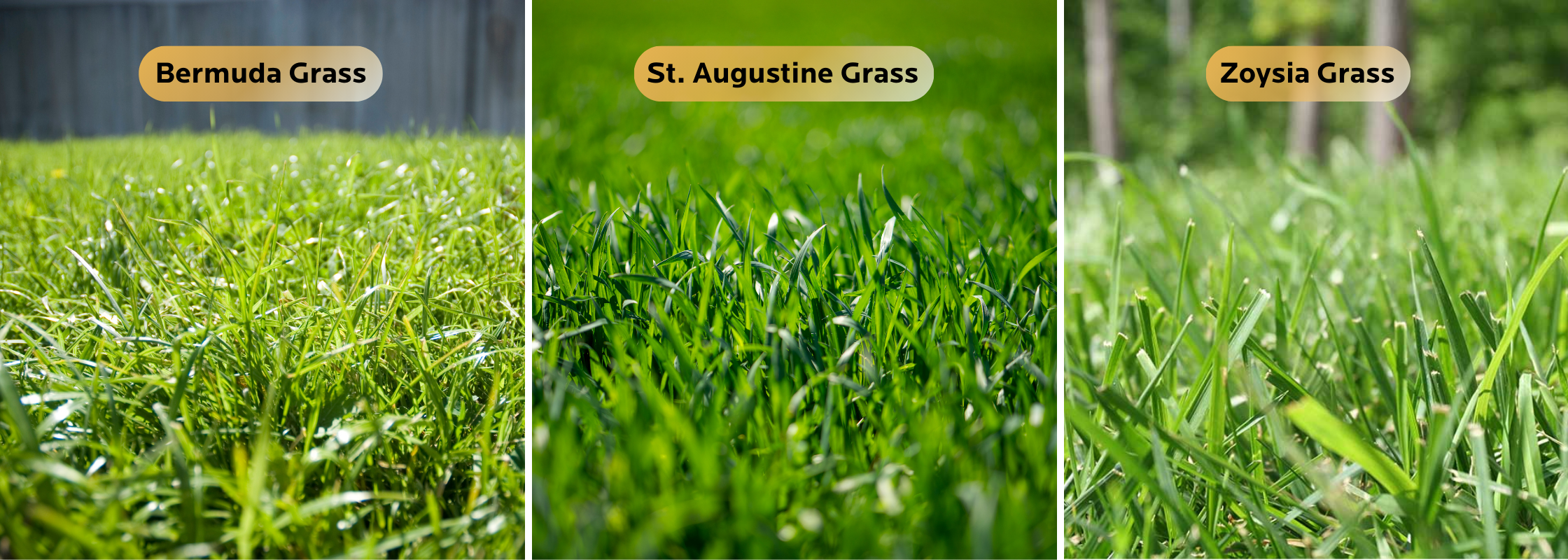 a side by side comparison of the three most common grasses for lawns in Texas, Bermuda Grass, St. Augustine Grass, and Zoysia Grass