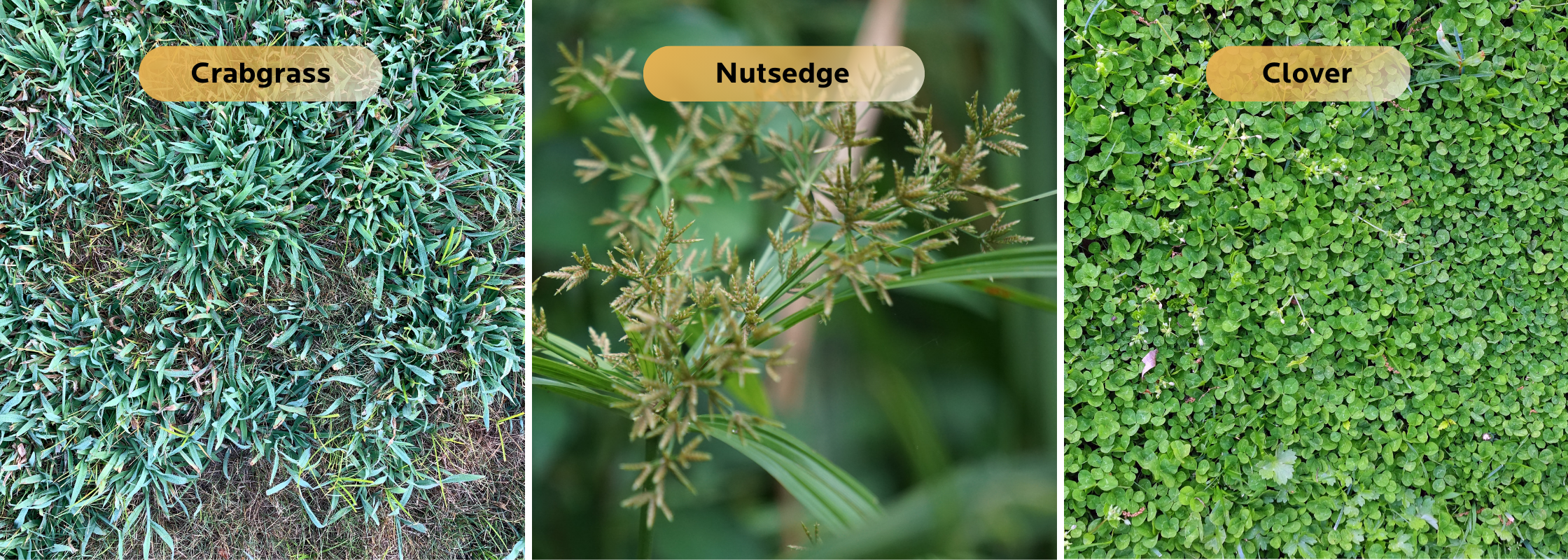 three most common weeds in texas crabgrass nutsedge clover side by side